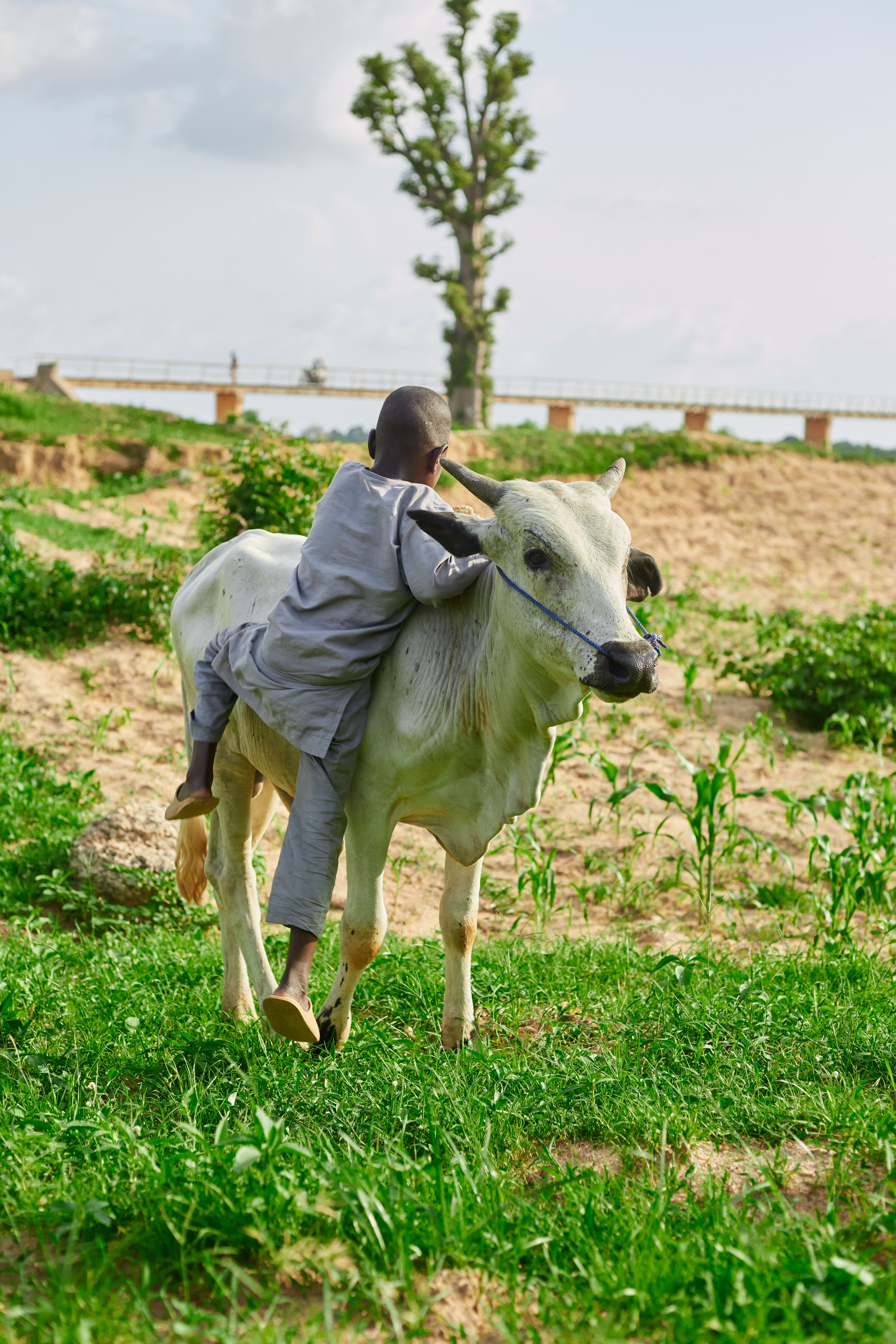 Child riding a white cow in a green field · Free Stock Photo
