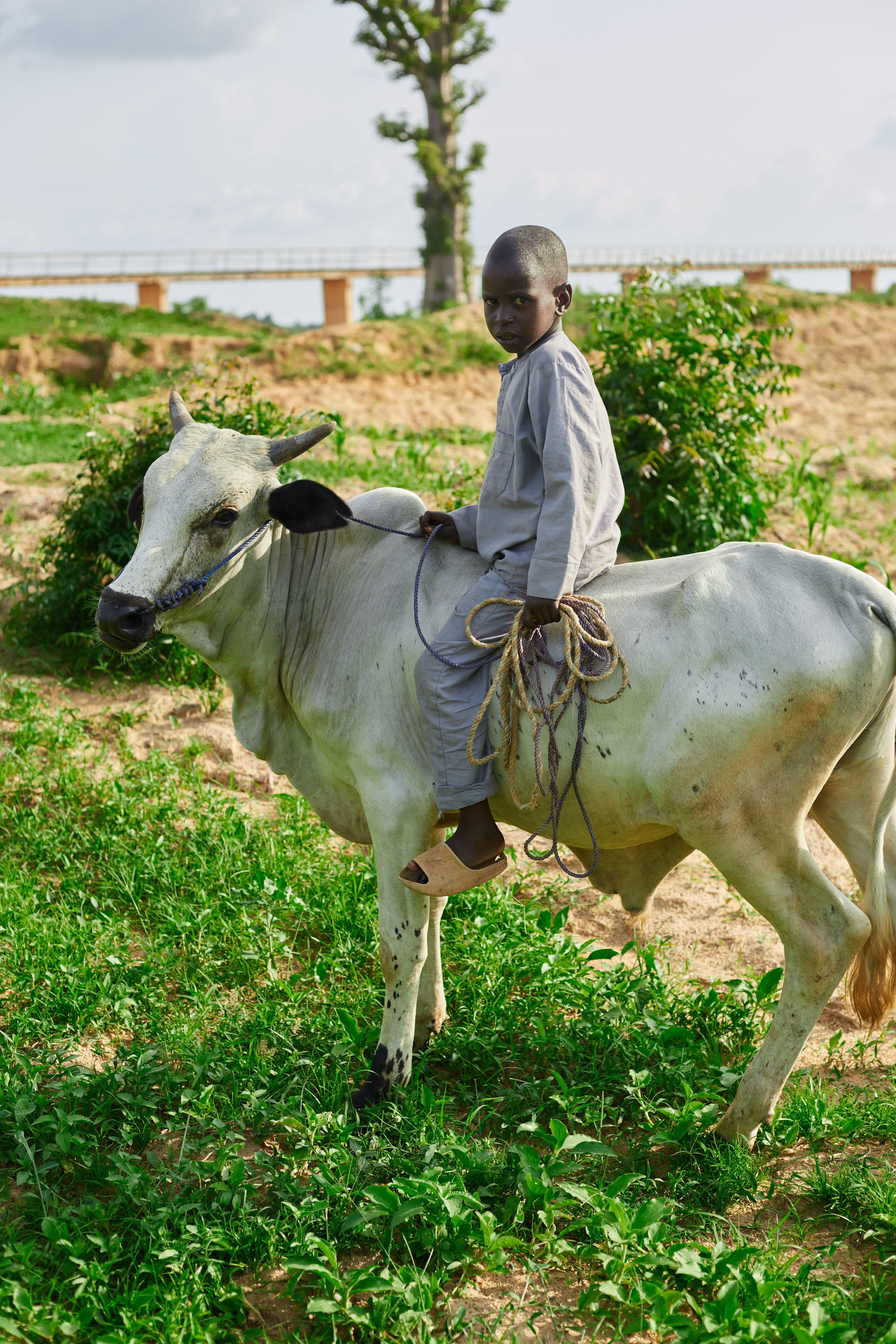 Young Boy Riding a White Cow in Open Field · Free Stock Photo