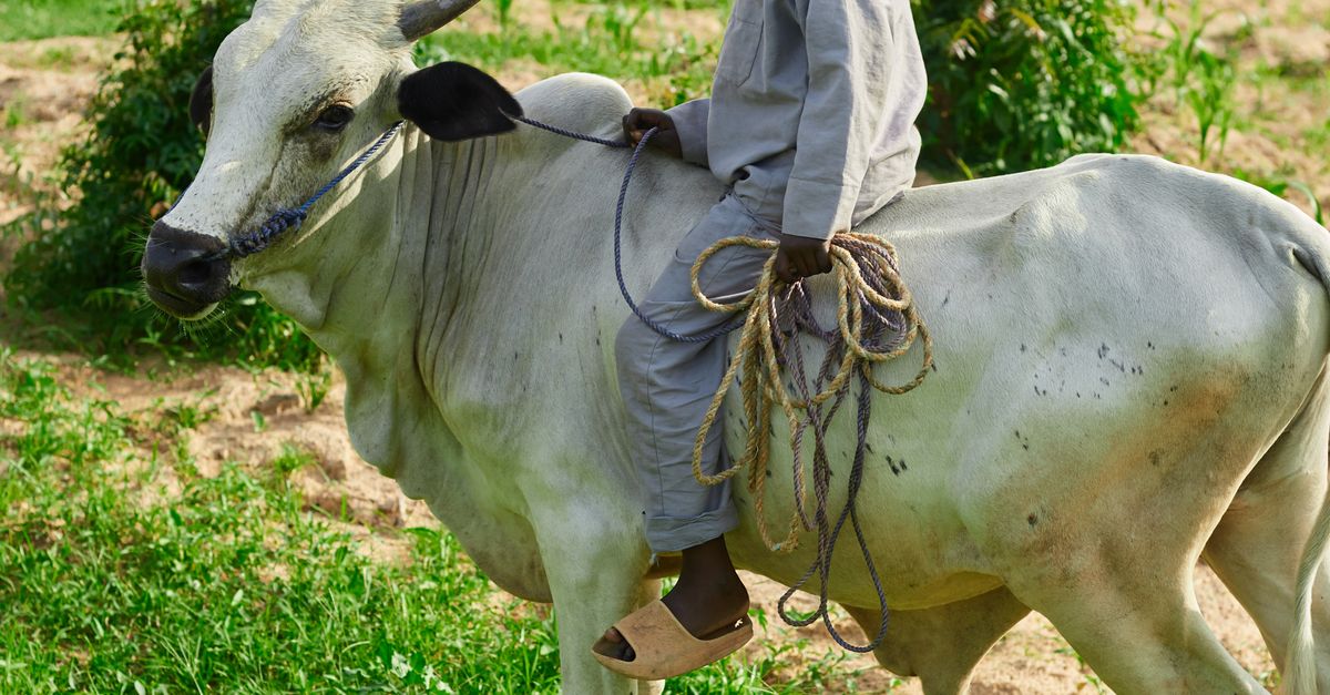 Boy Riding A Cow Young Boy Riding a White Cow in Open Field ยท Free Stock Photo