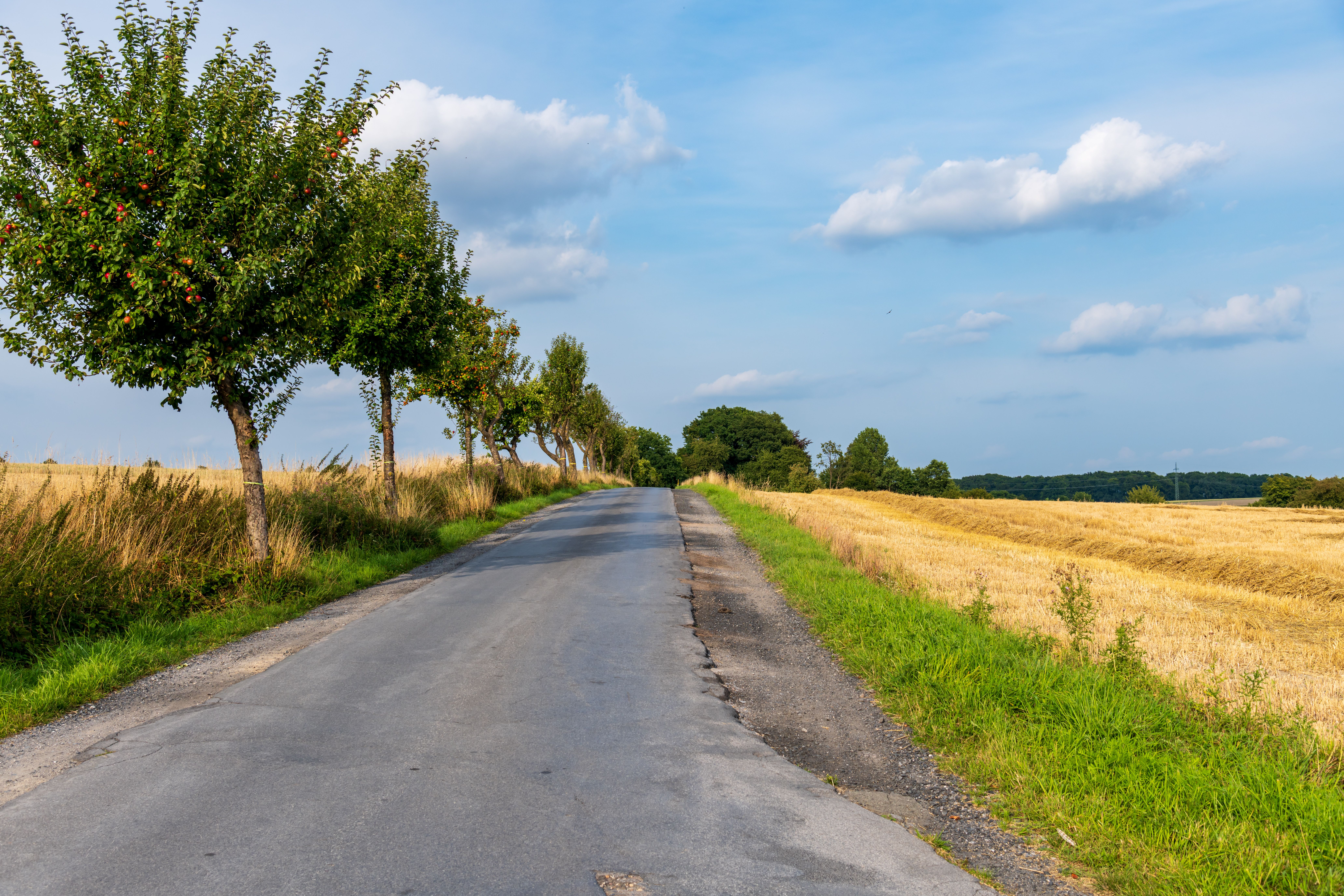 Free Peaceful rural road lined with greenery and trees under a clear ...