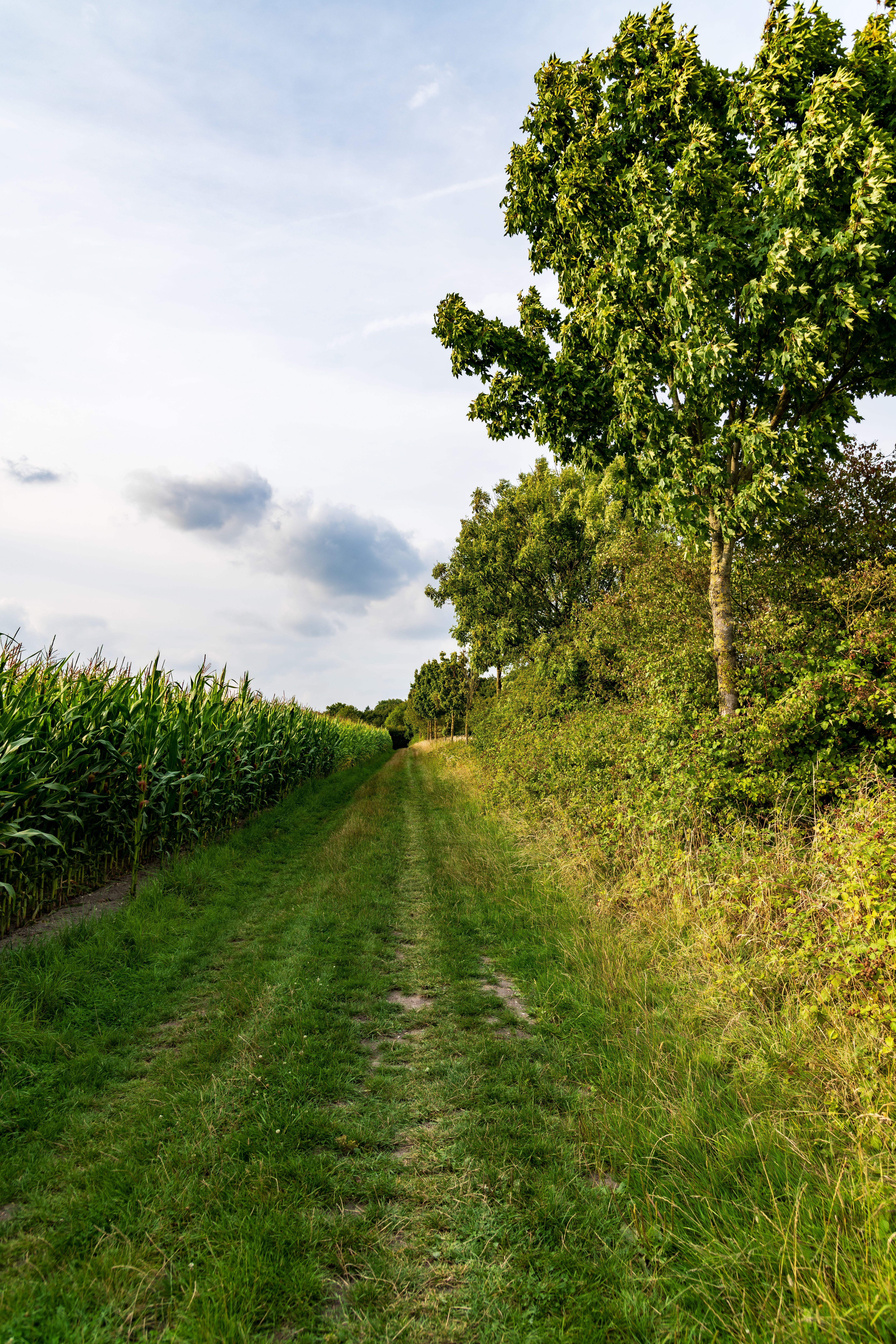 Sunny Rural Pathway Through Lush Cornfields · Free Stock Photo