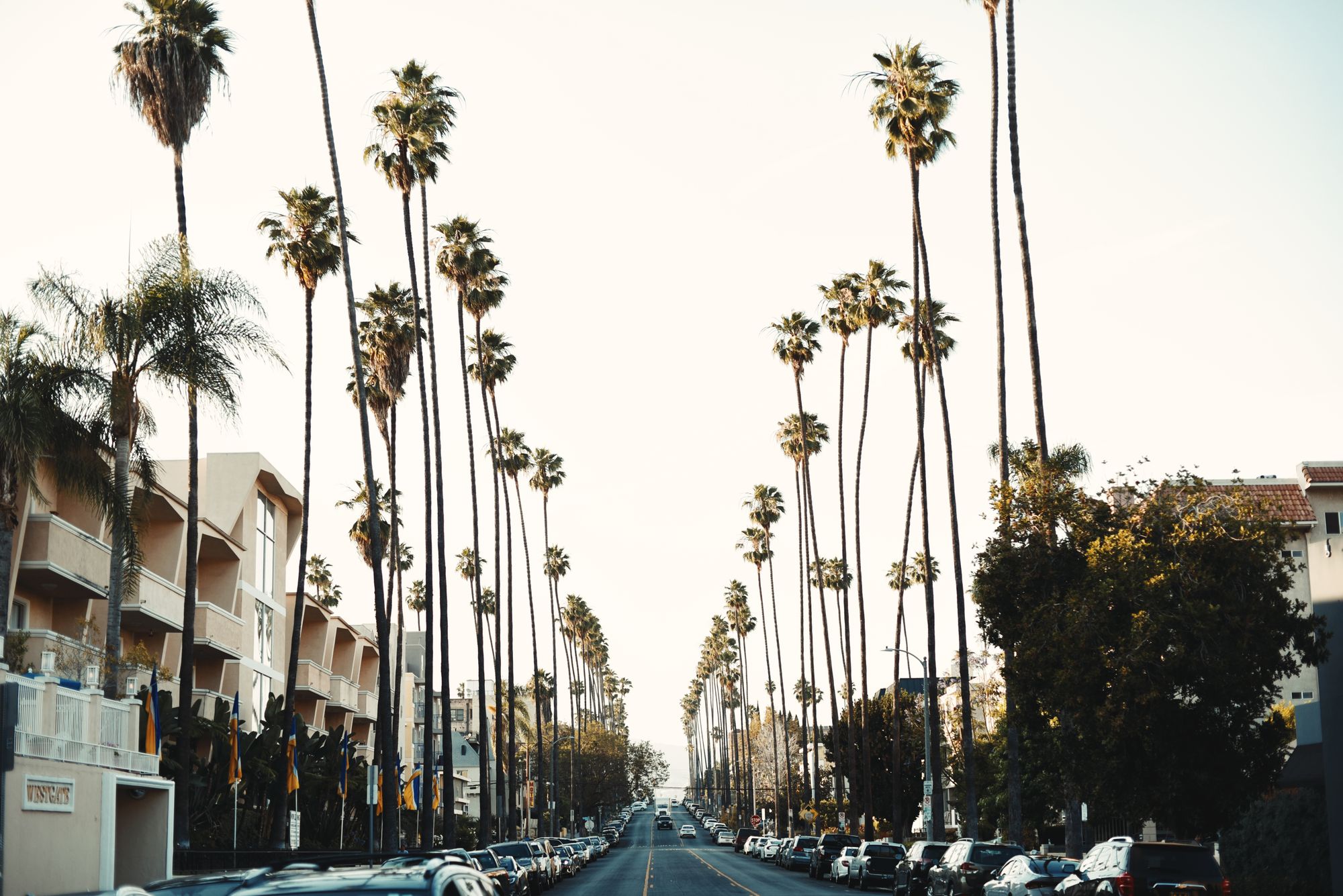 Hilera de palmeras sobre una avenida de Los Ángeles al atardecer