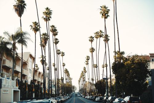 Free Palm trees line a bustling street in Los Angeles, capturing the essence of Californian urban life. Stock Photo