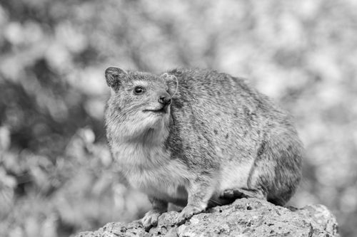 Free A close-up black and white photo of a rock hyrax perched on a rock in Nairobi, Kenya. Stock Photo