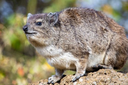 Free Close-up of a rock hyrax on a rock in Nairobi, capturing its natural habitat. Stock Photo