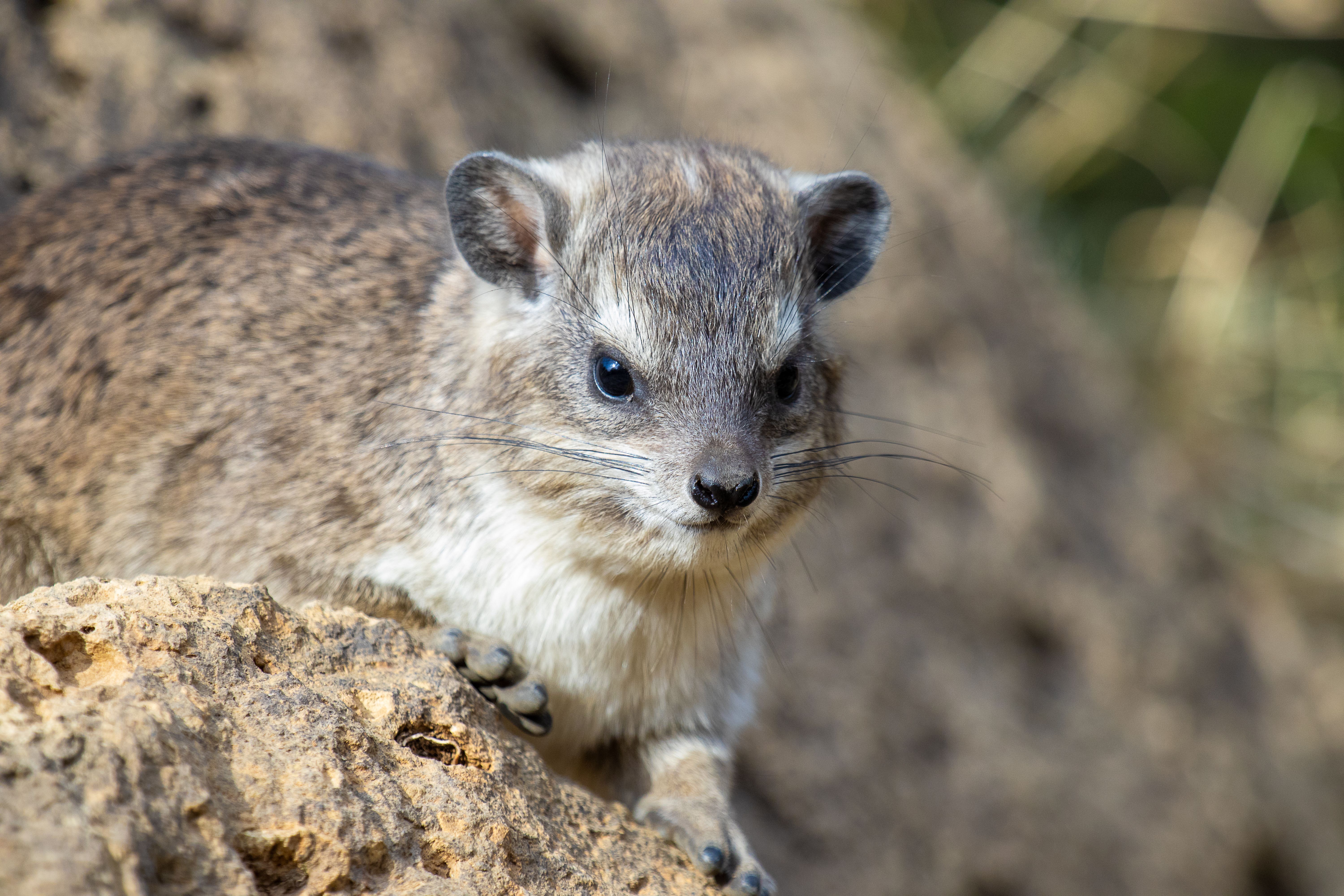 Walk the Hyrax Hill prehistoric site