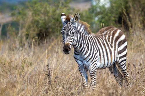 Free Stunning close-up of a zebra in its natural habitat, Nairobi, Kenya. Stock Photo