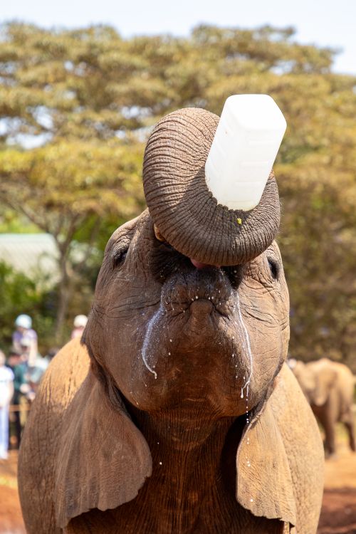 Free A playful African elephant calf drinks from a bottle at an outdoor facility in Nairobi, Kenya. Stock Photo