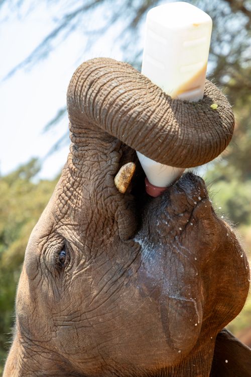 Free Close-up of a baby elephant using its trunk to drink from a bottle in Nairobi, Kenya. Stock Photo