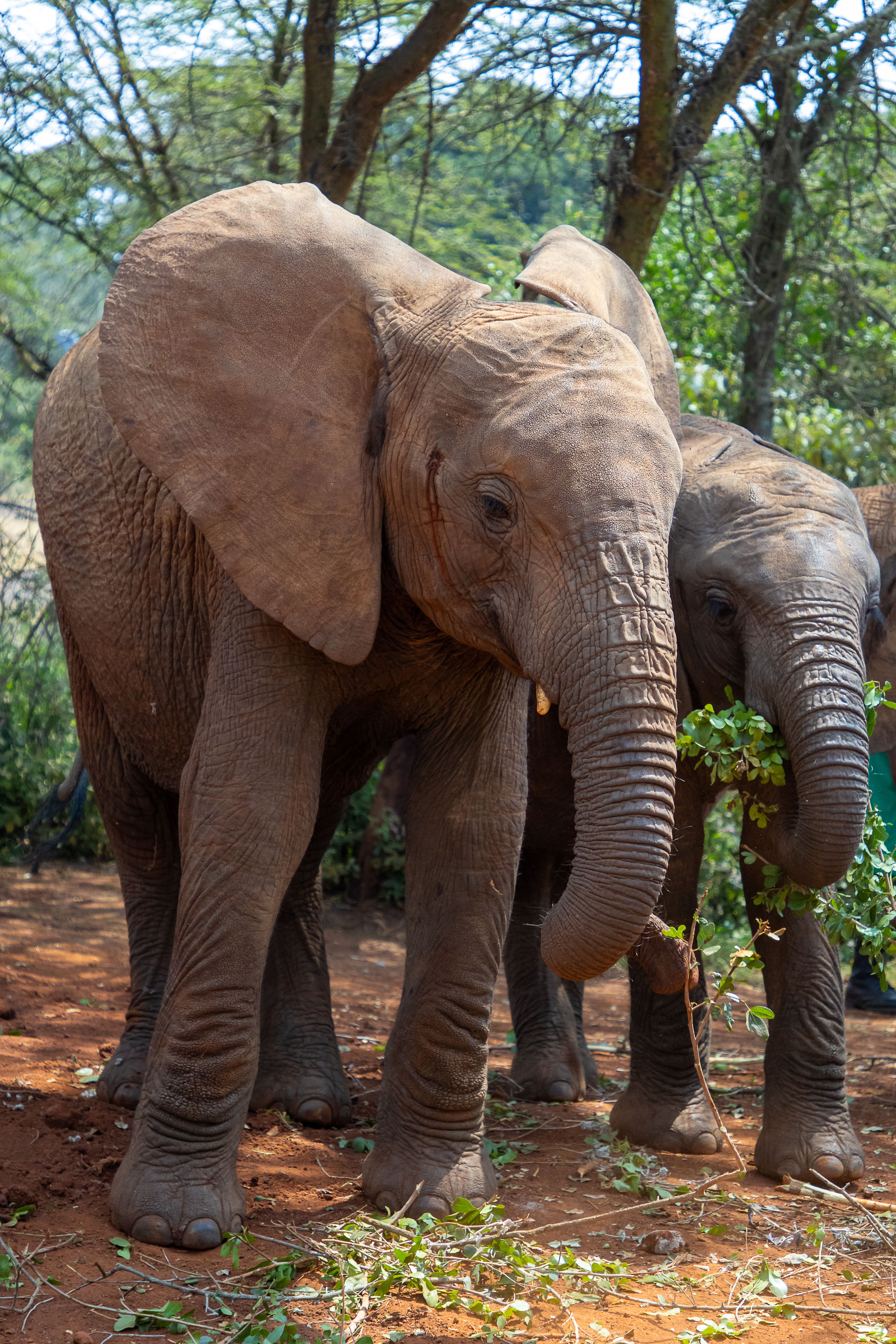 Two African elephants in Nairobi, Kenya, enjoying their natural habitat.
