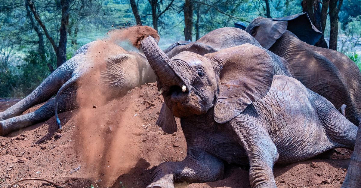 Ruaha National Park Tanzania: Africa's Best Kept Safari Secret