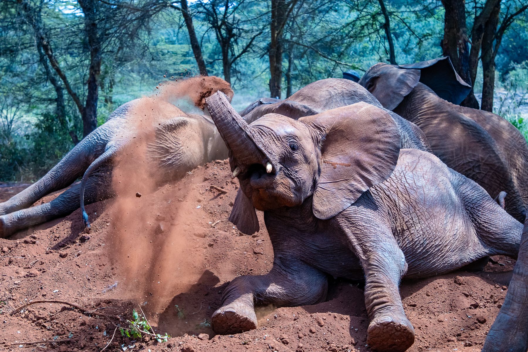 Karura Forest on Foot: A Half-Day Nairobi Walk