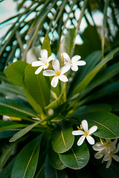 Free Beautiful white plumeria flowers with green leaves in Aligarh, India, capturing natural elegance. Stock Photo