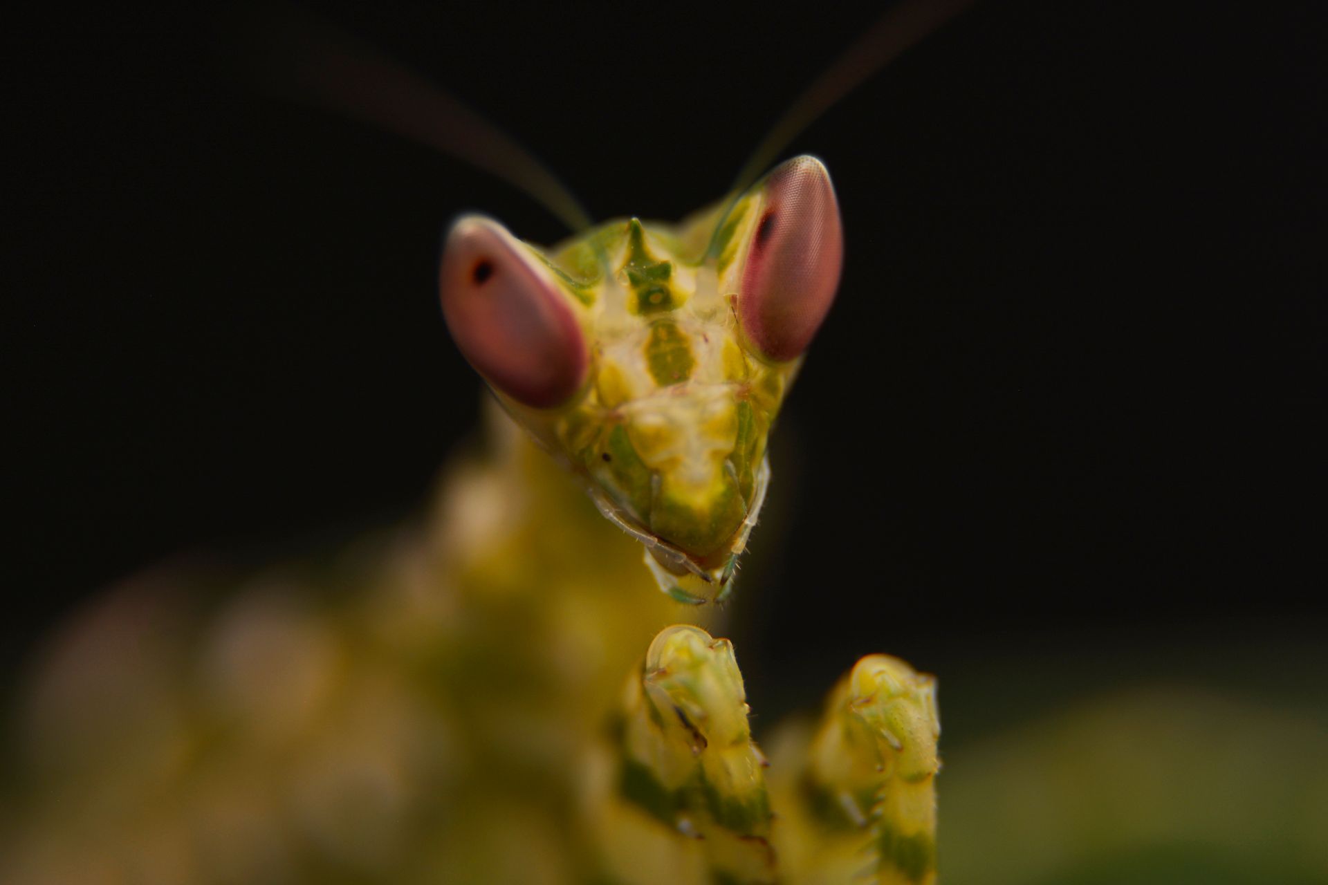 Close-up view of a praying mantis displaying detailed textures and colors.