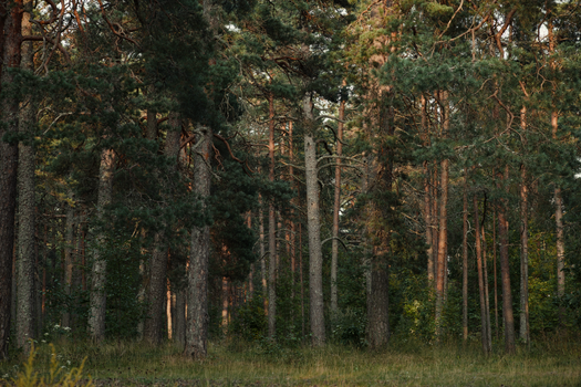 Lush green forest with tall pine trees showcasing natural wilderness.