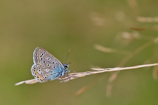 Detailed image of a Common Blue butterfly perched on a blade of grass in a summer meadow.