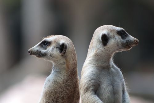 Free Two meerkats standing alert and observing their surroundings in a natural outdoor setting. Stock Photo
