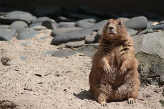 A prairie dog stands alert on a sandy surface, surrounded by rocks in daylight.