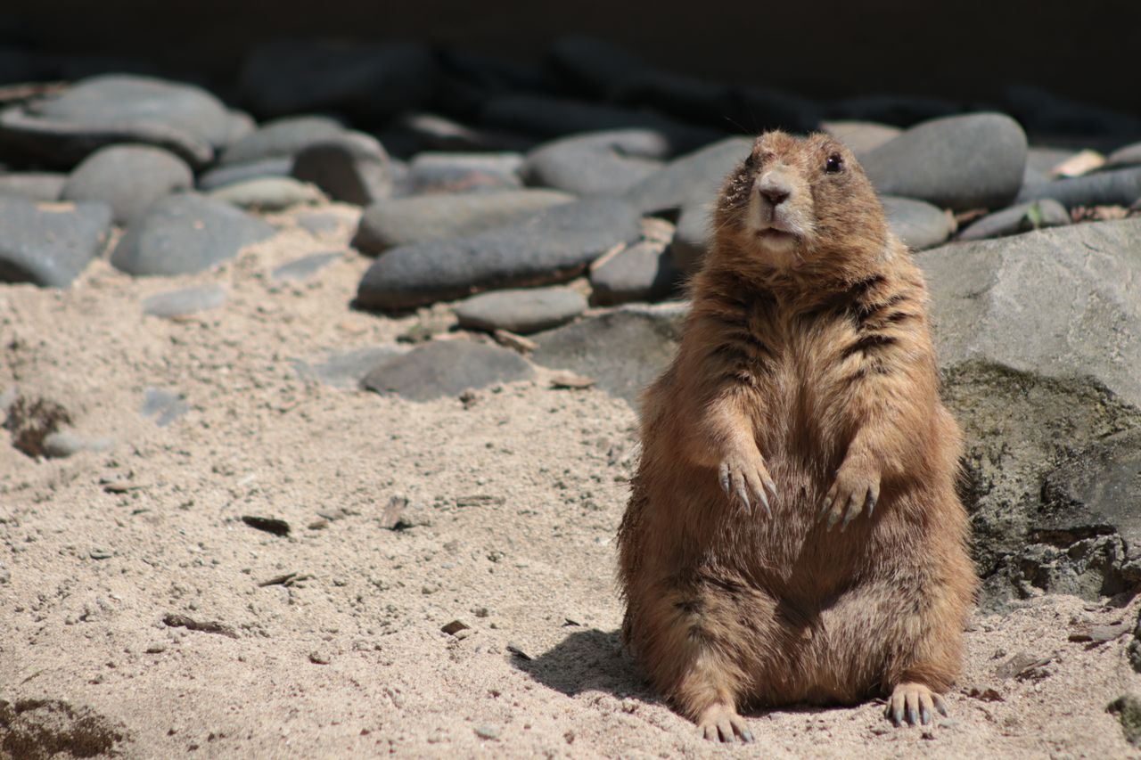 a prairie dog stands alert on a sandy surface surrounded by rocks in d