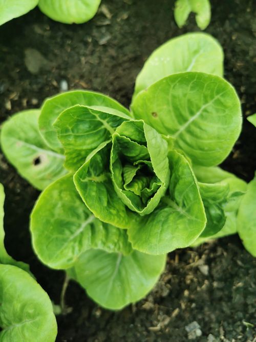Free Close-up of vibrant green lettuce plant growing in rich soil, showcasing healthy agricultural produce. Stock Photo