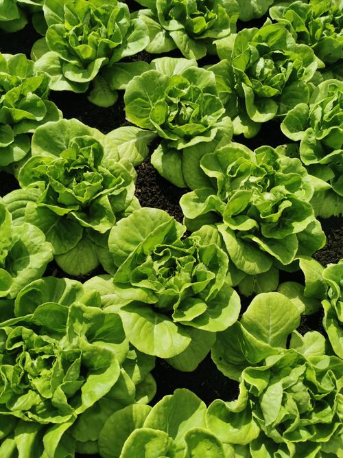 Free Lush green lettuce heads growing in a garden, showcasing fresh, vibrant leaves. Stock Photo