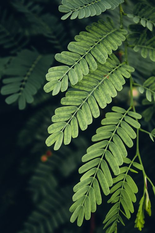 Free A detailed shot of vibrant green acacia leaves, showcasing their intricate patterns. Stock Photo