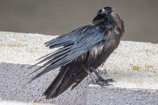 crow photo