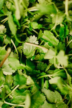 Fresh parsley for garnish image
