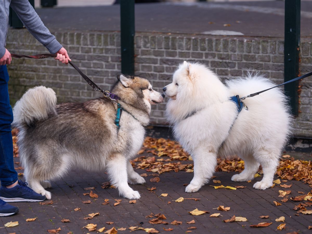Deux chiens en laisse se faisant face
