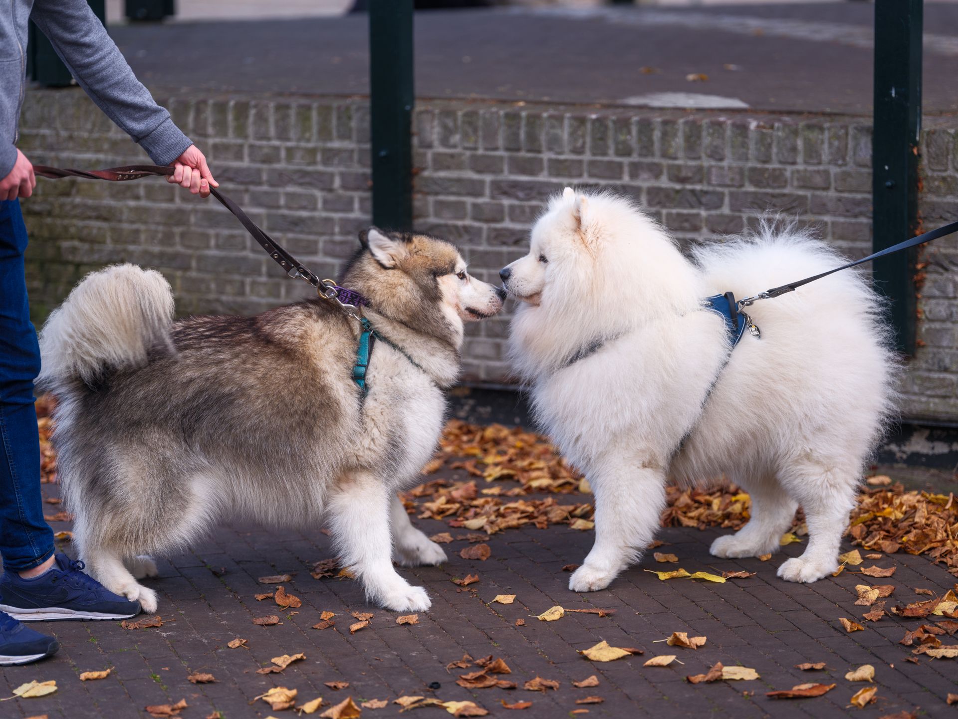 A Malamute and a Samoyed calmly meet on a leaf-covered street in Baarn, Netherlands.