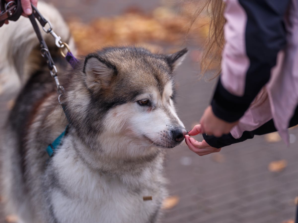 Alaskan Malamute al guinzaglio che riceve un premio all'aperto