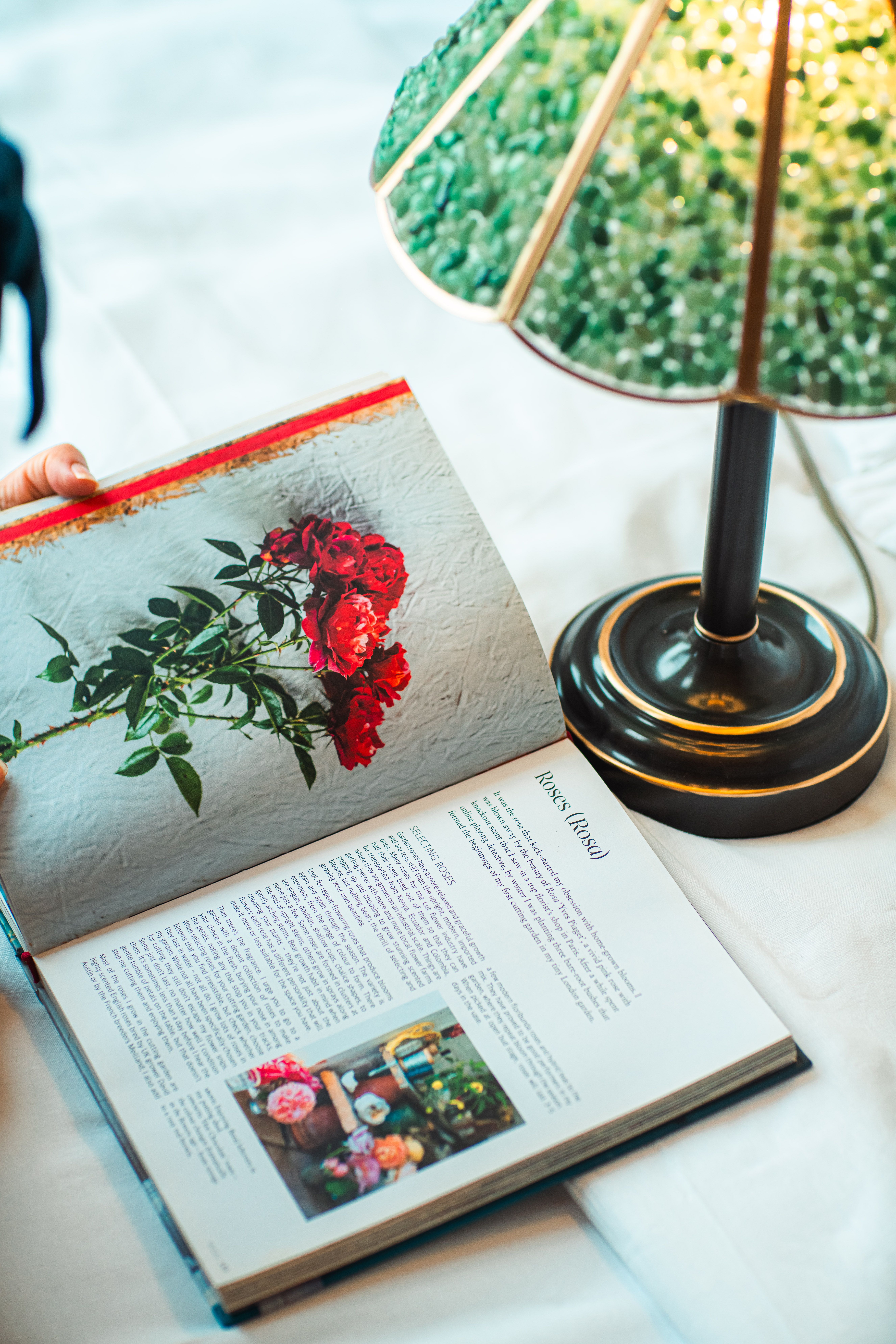 Colorful Open Book with Rose Illustration by Lamp · Free Stock Photo