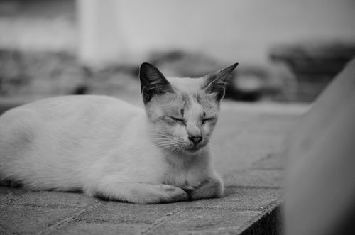 Free Black and white portrait of a serene street cat resting on a pavement in Johor Bahru, Malaysia. Stock Photo