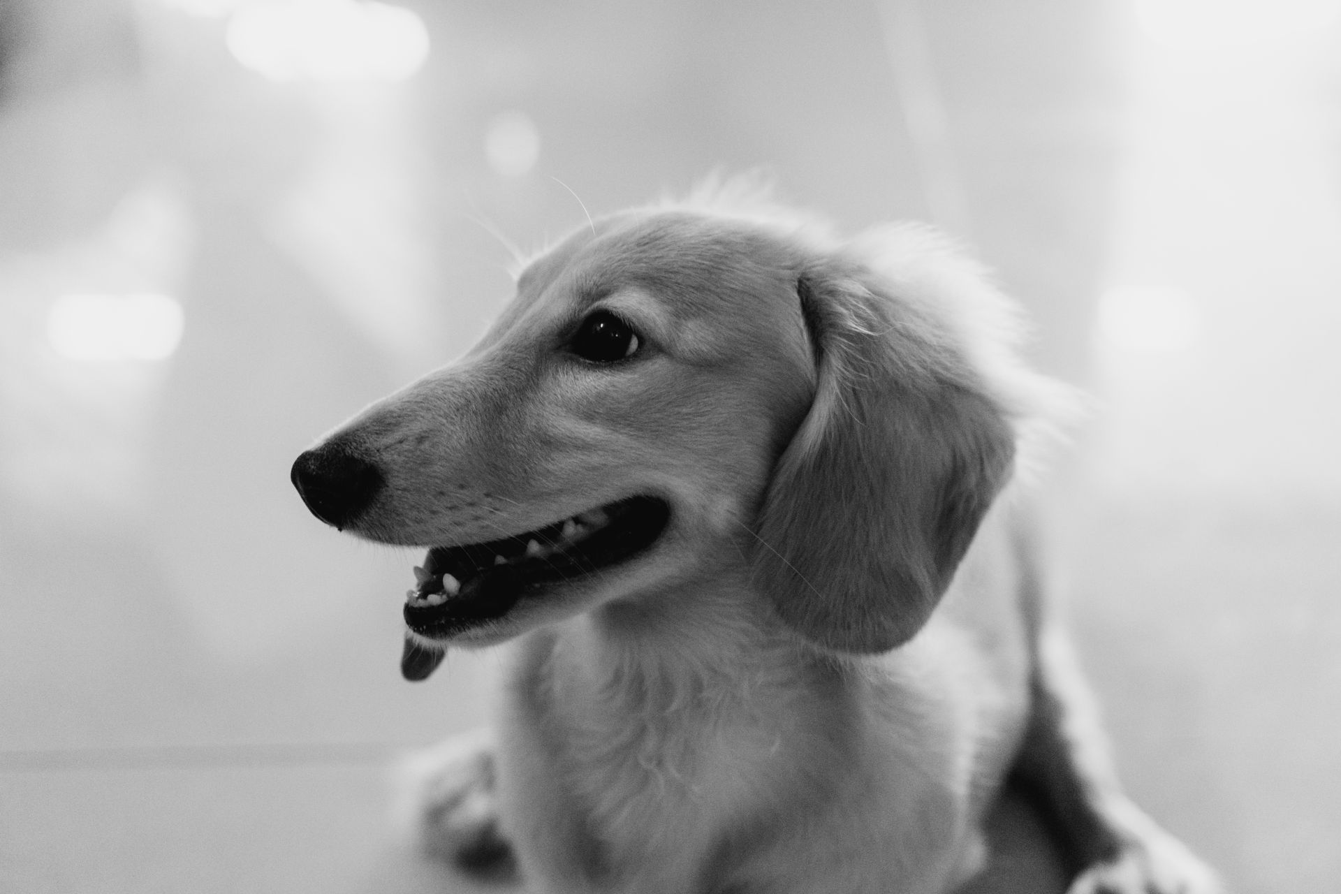 Adorable dachshund puppy captured indoors in a black and white portrait, exuding happiness and playfulness.