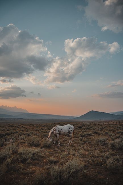 Grazing appaloosa horse in Idaho's serene countryside during a stunning sunset.