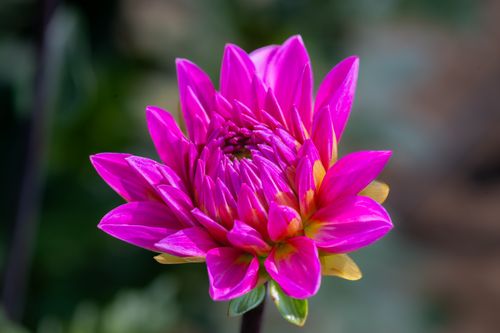 Free Stunning close-up view of a vibrant pink dahlia flower in full bloom, showcasing its vivid petals. Stock Photo
