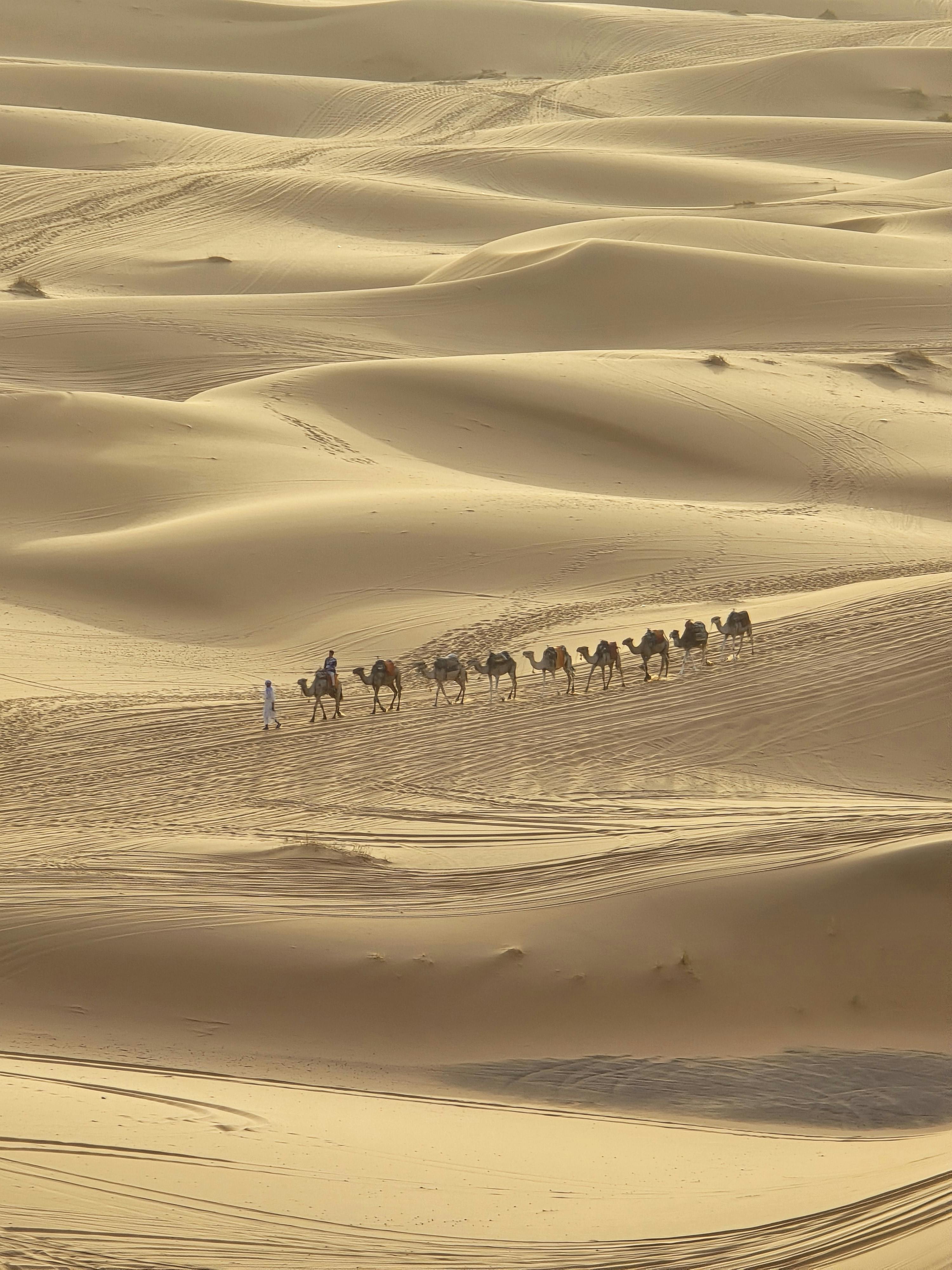 A camel caravan journeys through the golden dunes of the Sahara under bright daylight.