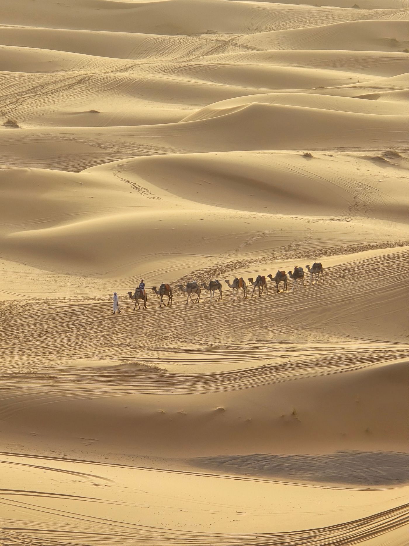 Camel caravan crossing bright Sahara dunes near Arfoud, Morocco