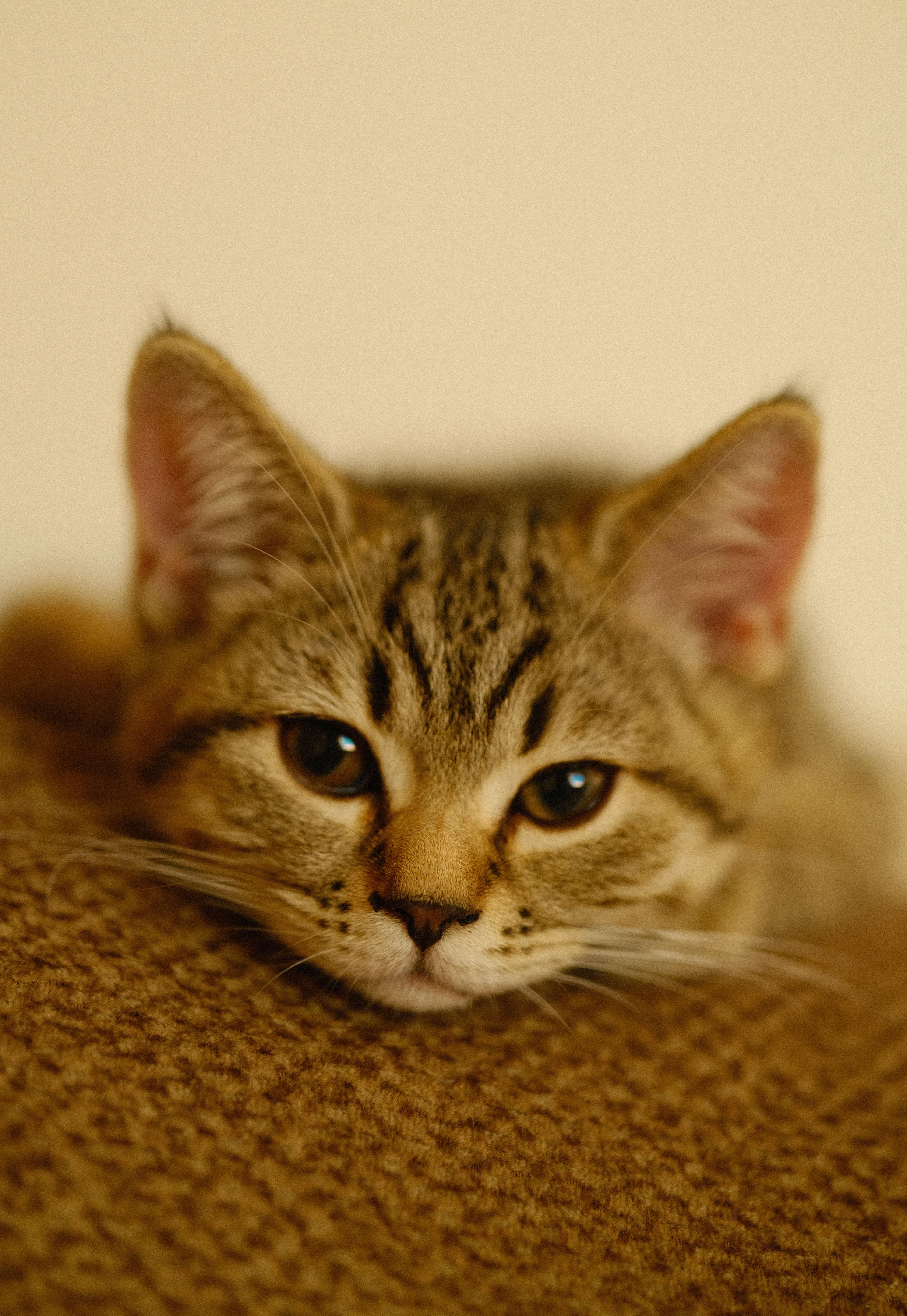 Close-up of a Relaxed Tabby Cat Face · Free Stock Photo