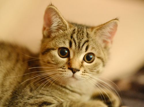 Free Close-up of an adorable tabby kitten with expressive eyes and soft fur. Stock Photo