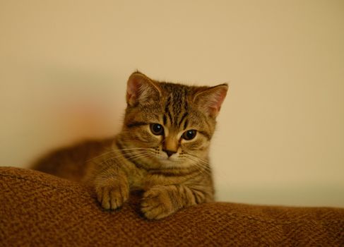 Charming close-up of a brown tabby kitten lounging on a cozy brown blanket.