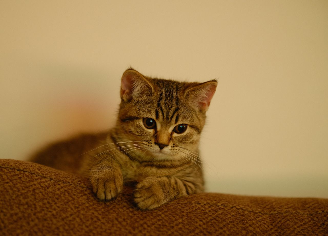 charming close up of a brown tabby kitten lounging on a cozy brown bla