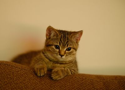 My Six-Month-Old Kitten Went Weird After His Neuter — How I Redirected the Chaos