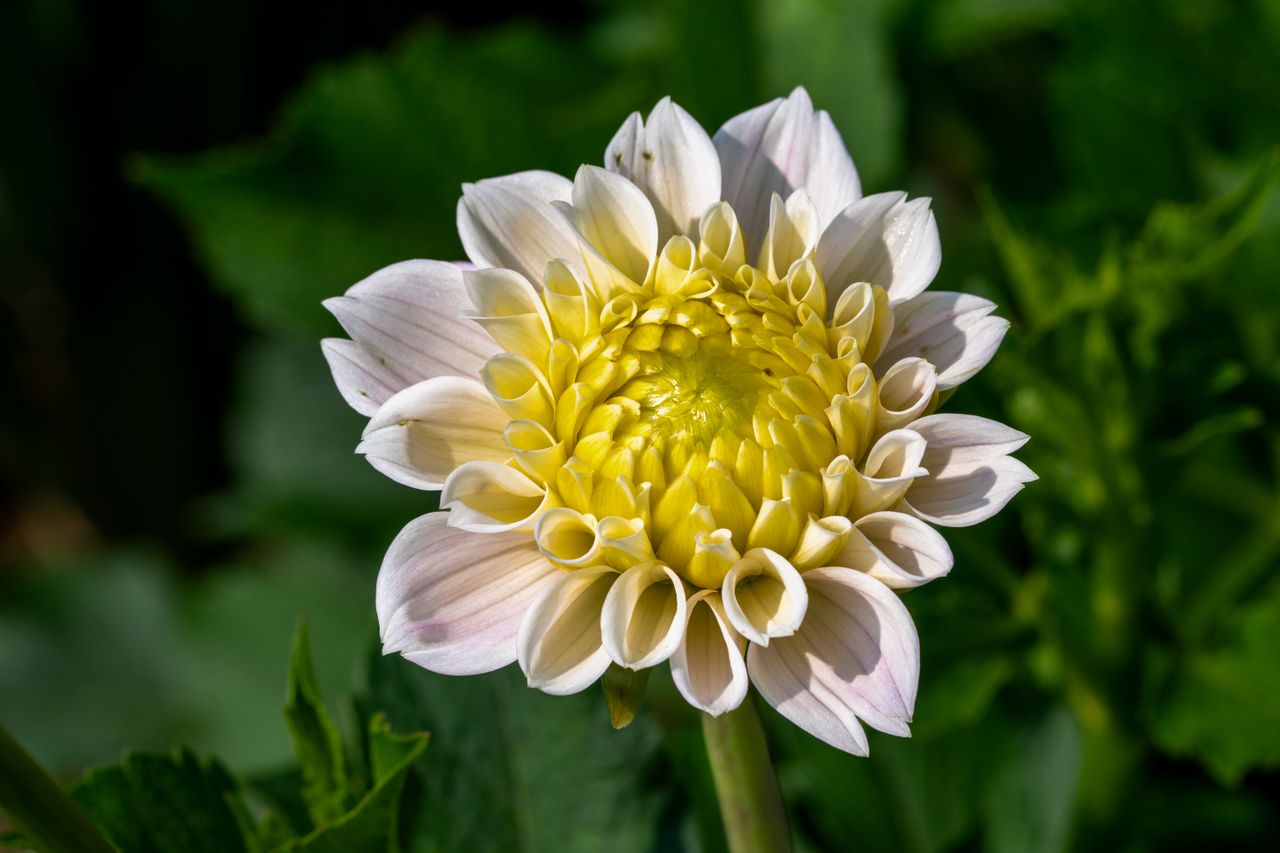 beautiful close up of a blooming yellow and white dahlia with lush gre