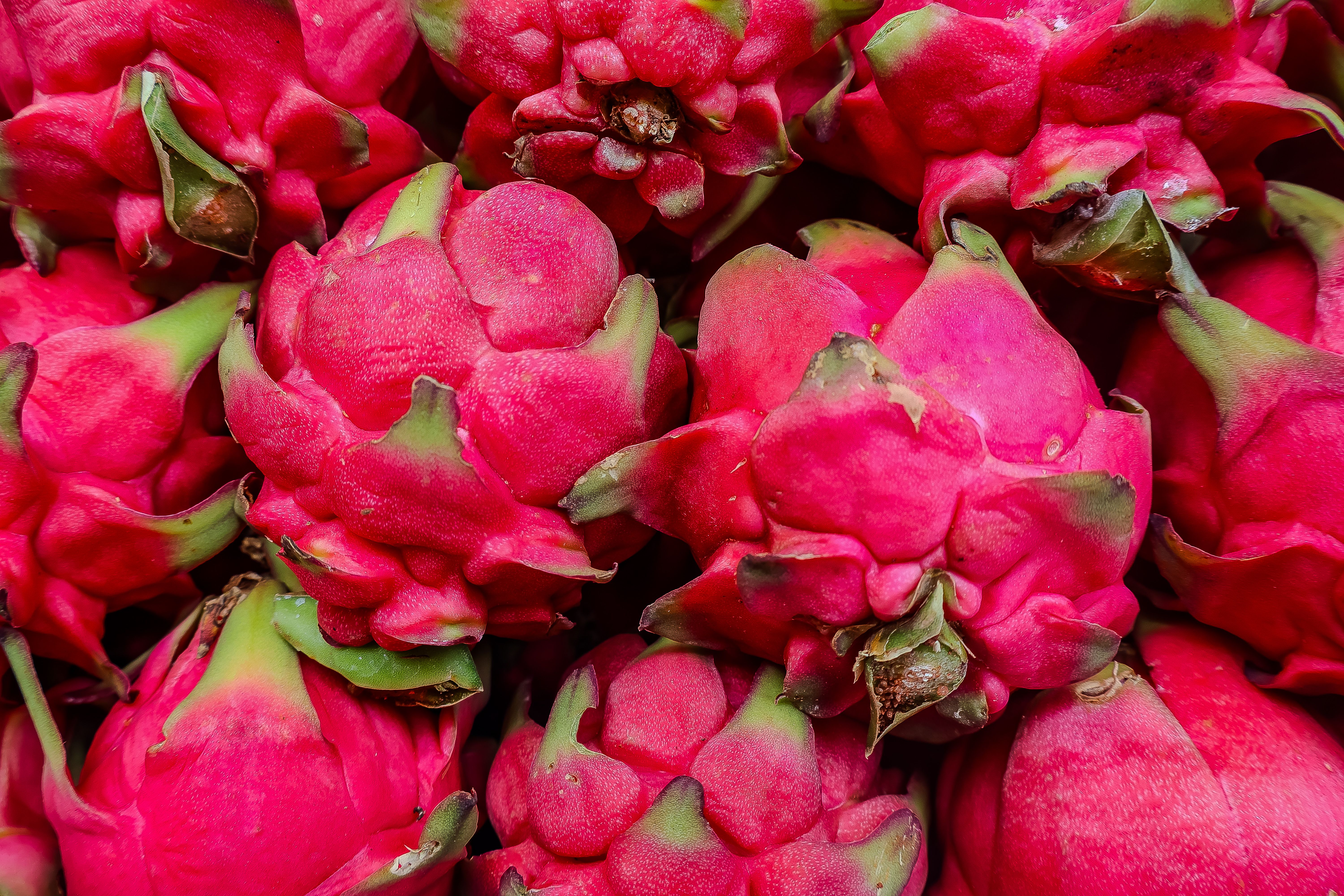 Vibrant Pink Dragon Fruits Close-Up · Free Stock Photo
