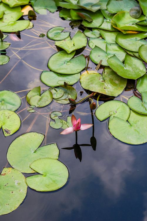 Free A tranquil pond featuring green lily pads and a single blooming water lily reflecting in the water. Stock Photo