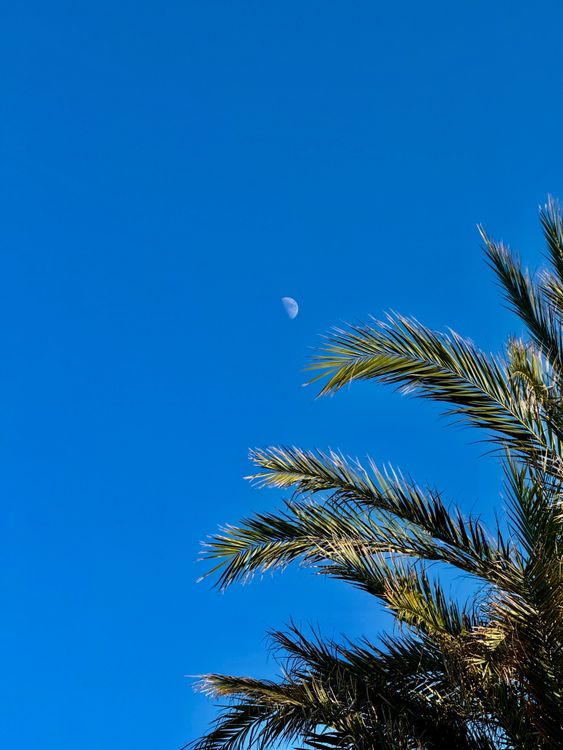 Palm Trees and Moon in Alicante's Clear Sky · Free Stock Photo