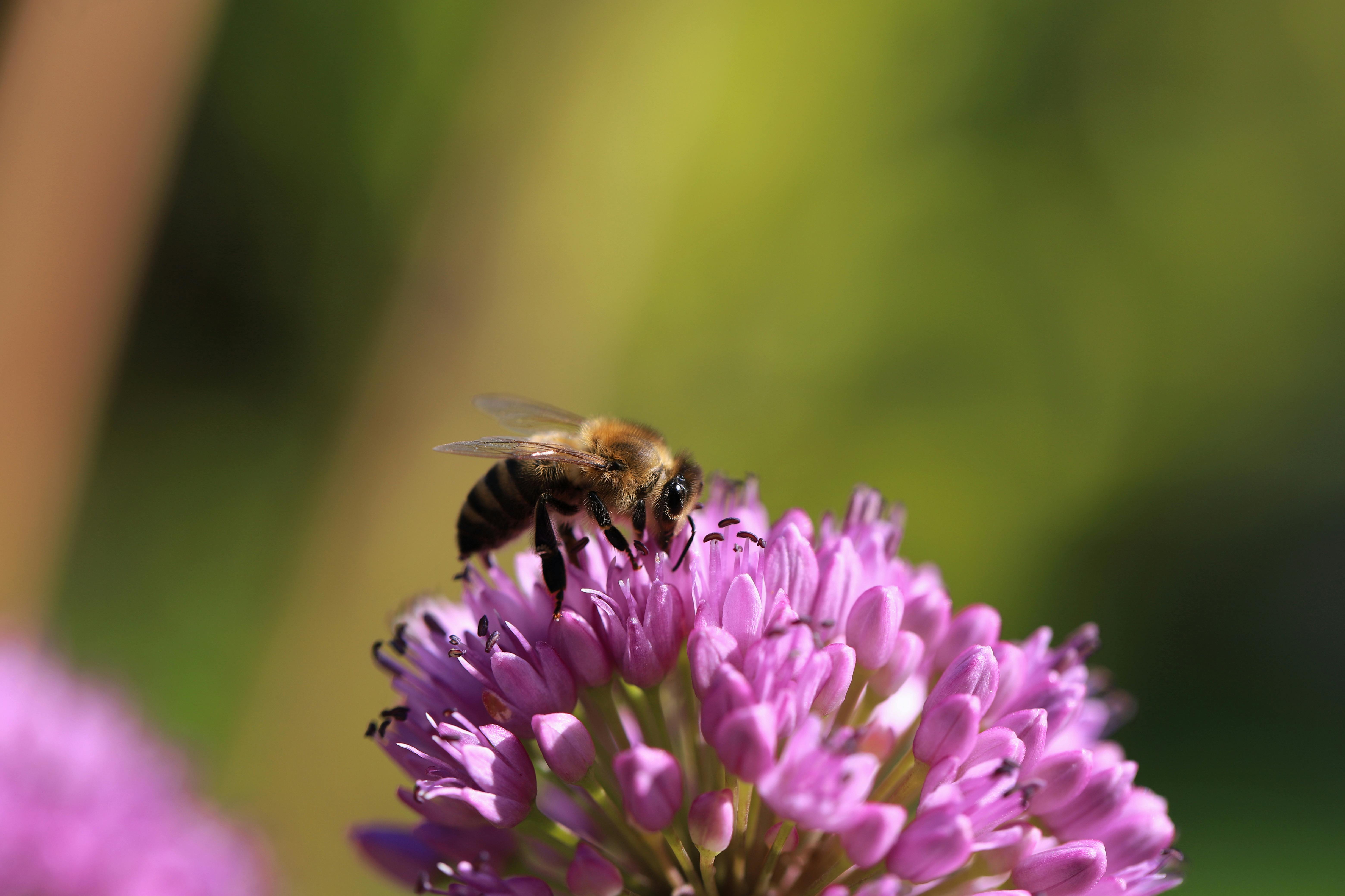 Ark Valley Civics Bee Competition to Send Three Local Students to State — Photo by Christina & Peter on Pexels