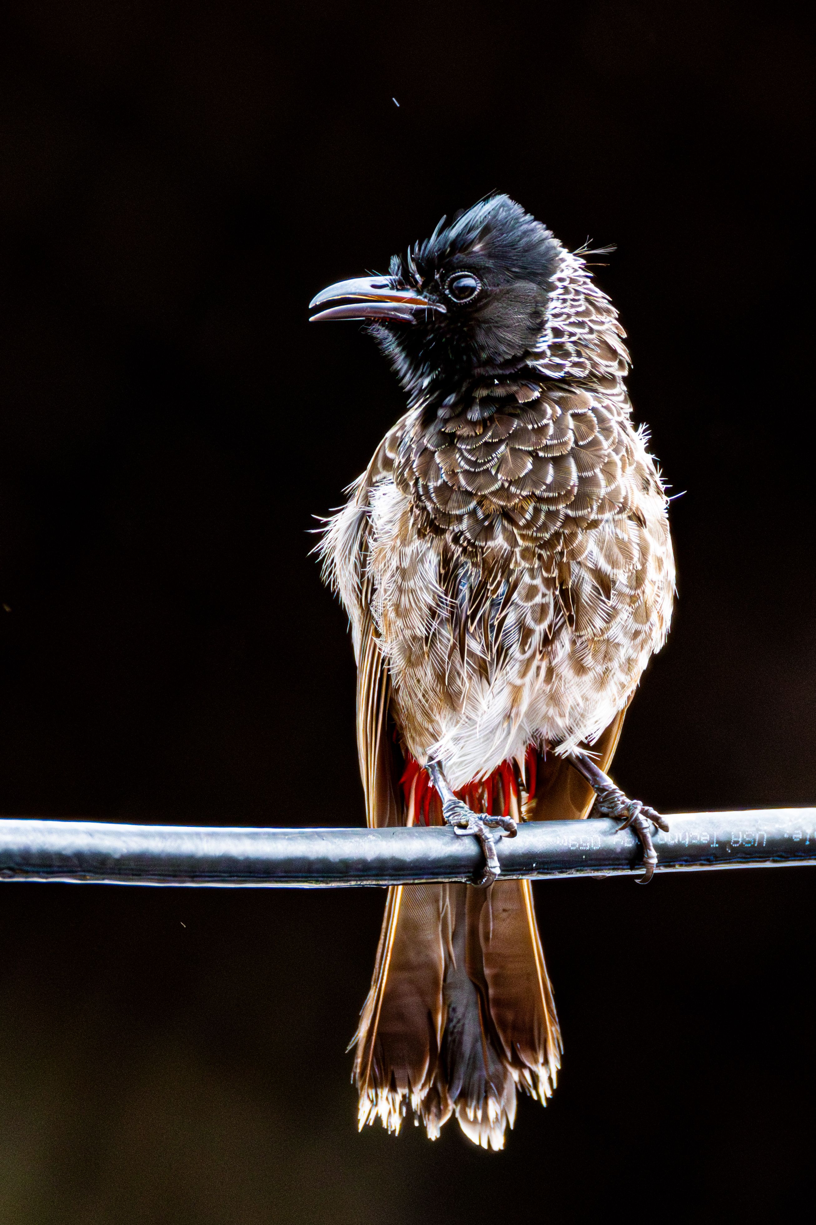 Close-up of a red-vented bulbul bird perched on a wire.