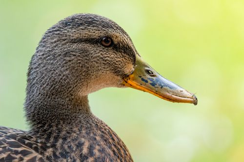 Free Detailed close-up of a Mallard Duck (Anas platyrhynchos) with vibrant feathers. Stock Photo